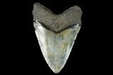 Fossil Megalodon Tooth - Massive Tooth #122936-2
